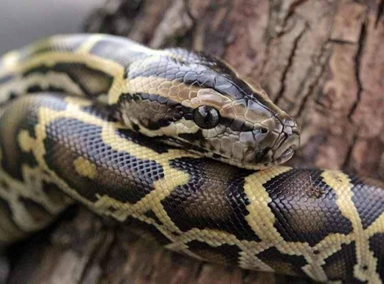 बाथरूम में थी महिला तभी निकला अजगर, चक्कर खाकर गिर पड़ी