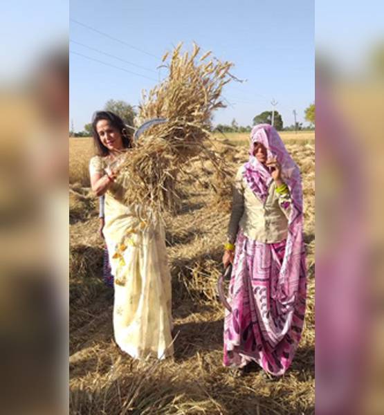 खेत में मैचिंग शिफॉन साड़ी पहन गेहूं काट रहीं हेमा, हो गईं ट्रोल