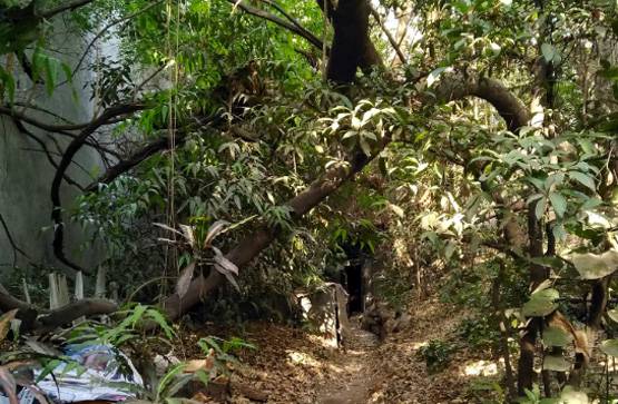 79 साल की महिला प्रोफेसर, क्यों बिना बिजली के जी रही है जिंदगी