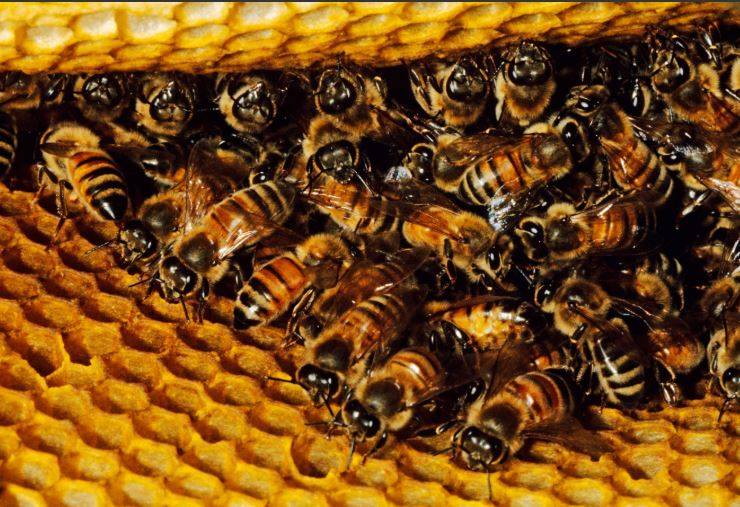 मधुमक्खियों की 17 प्रजातियां विलुप्त, 6000 करोड़ का कारोबार खतरे में