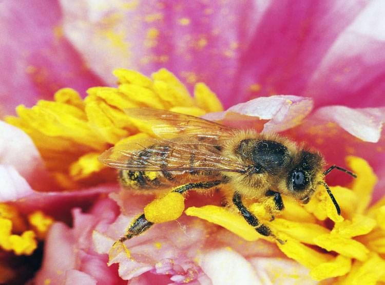 मधुमक्खियों की 17 प्रजातियां विलुप्त, 6000 करोड़ का कारोबार खतरे में