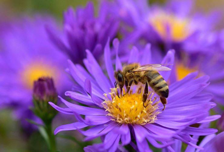 मधुमक्खियों की 17 प्रजातियां विलुप्त, 6000 करोड़ का कारोबार खतरे में