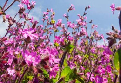 मधुमक्खियों की 17 प्रजातियां विलुप्त, 6000 करोड़ का कारोबार खतरे में