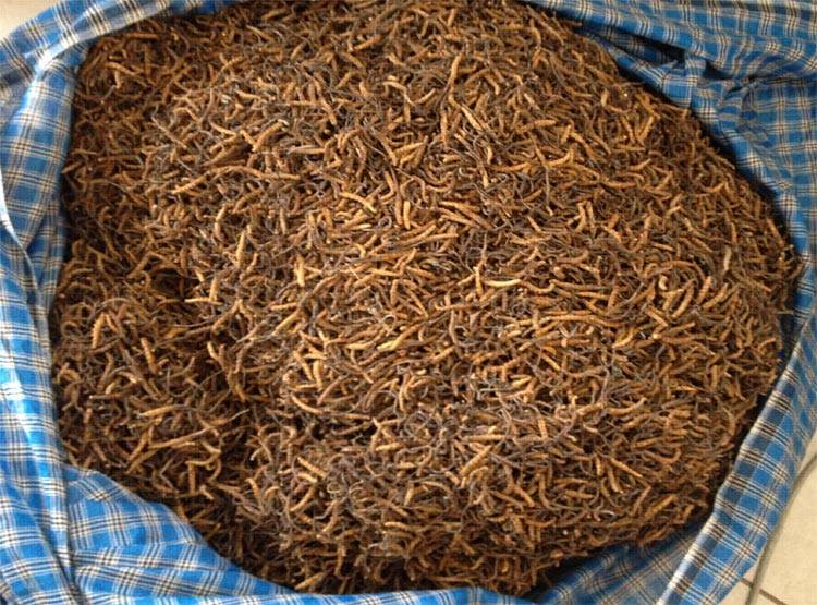 यहां मिलता है हिमालयन वियाग्रा, लूटने के लिए भिड़ गए दो गांव