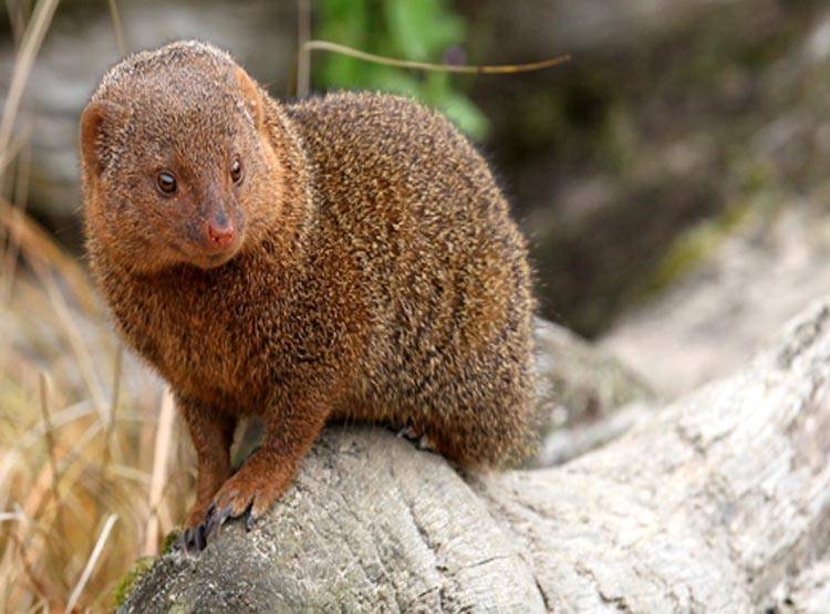 नेवले को मारकर शेफ ने बना दी सब्जी, मचा बवाल