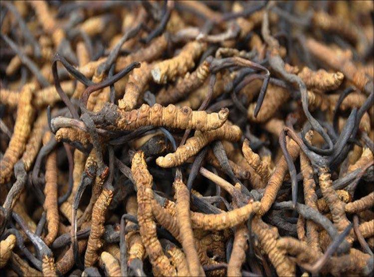 यहां मिलता है हिमालयन वियाग्रा, लूटने के लिए भिड़ गए दो गांव