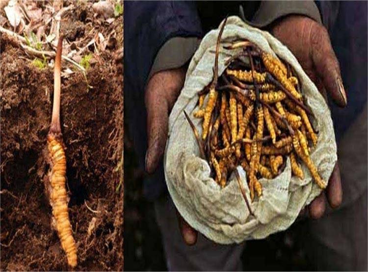 यहां मिलता है हिमालयन वियाग्रा, लूटने के लिए भिड़ गए दो गांव