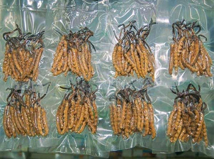 यहां मिलता है हिमालयन वियाग्रा, लूटने के लिए भिड़ गए दो गांव