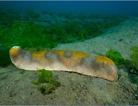 समुद्री खीरे की खेती कर खुशमाल हो गए किसान, कीमत 70 हजार रुपए Kg