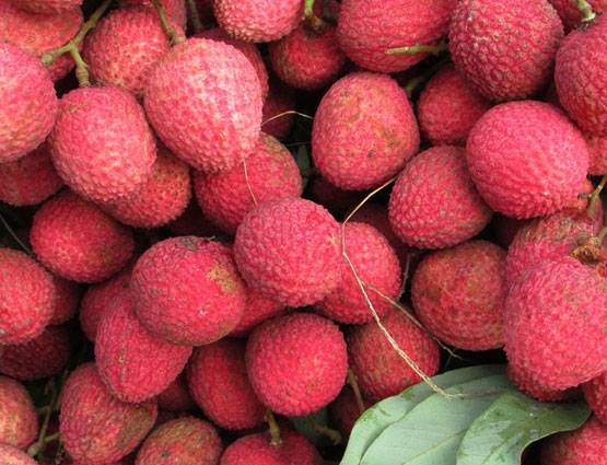 लीची खाने से हो रही बच्चों की मौत? मिलावटी चीजों को ऐसे पहचानें