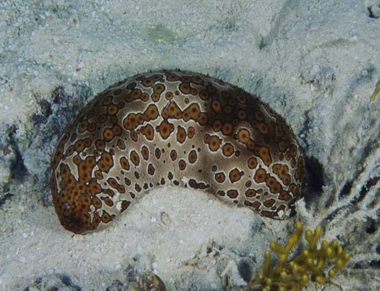 समुद्री खीरे की खेती कर खुशमाल हो गए किसान, कीमत 70 हजार रुपए Kg