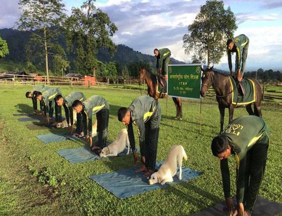 इंसान ही नहीं जानवरों ने भी किया योगासन, देखें अजब-गजब तस्वीरें