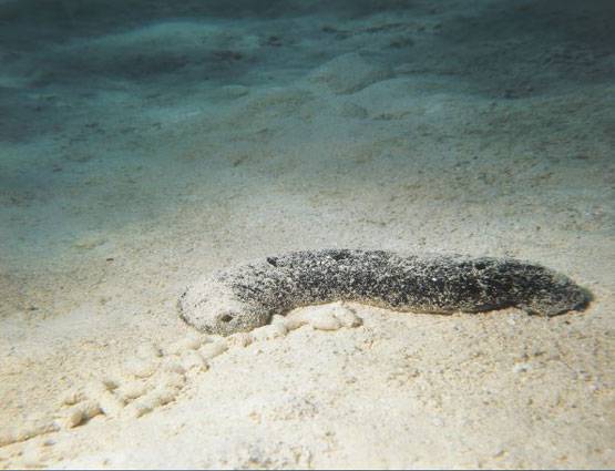 समुद्री खीरे की खेती कर खुशमाल हो गए किसान, कीमत 70 हजार रुपए Kg