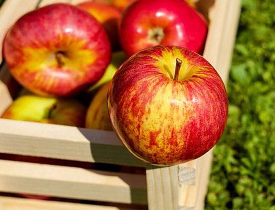 लीची खाने से हो रही बच्चों की मौत? मिलावटी चीजों को ऐसे पहचानें