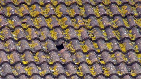 WC: छक्का मारकर खोल दिया गेंद का धागा, तोड़ दी स्टेडियम की छत