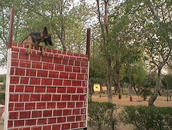 सेना की डॉग यूनिट में होती हैं ये खास ब्रीड, ऐसे होती है भर्ती