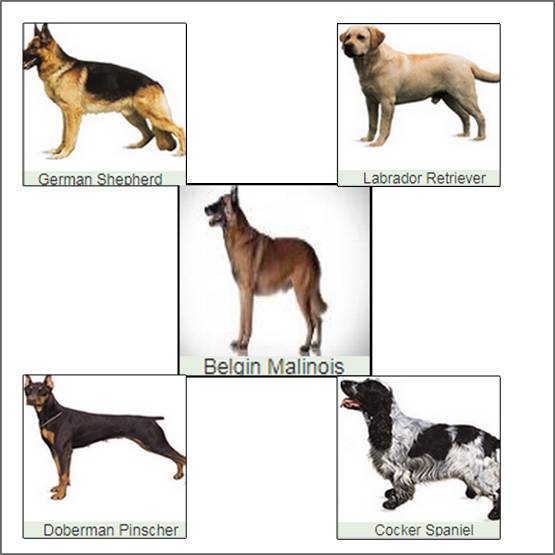 सेना की डॉग यूनिट में होती हैं ये खास ब्रीड, ऐसे होती है भर्ती