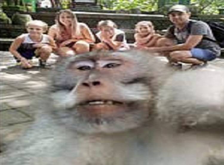 छुट्टियों की सेल्फी ले रहा था परिवार, बंदर ने कर दी 'गंदी हरकत'