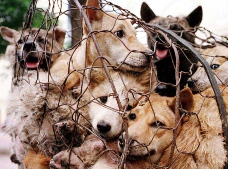 कुत्ते के मांस से बन रही थी बिरयानी! सच ने उड़ाए होश