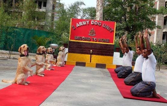 सेना की डॉग यूनिट में होती हैं ये खास ब्रीड, ऐसे होती है भर्ती