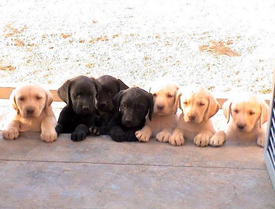 सेना की डॉग यूनिट में होती हैं ये खास ब्रीड, ऐसे होती है भर्ती