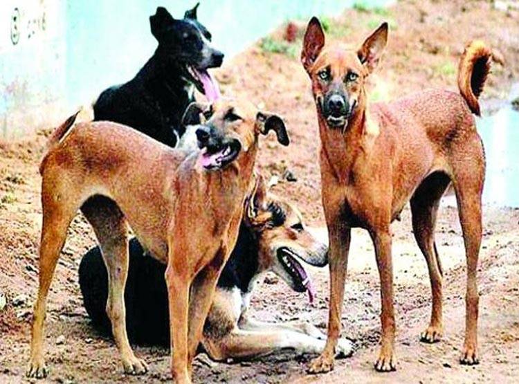 कुत्ते के मांस से बन रही थी बिरयानी! सच ने उड़ाए होश