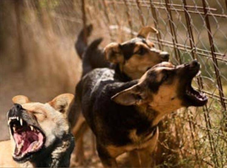 कुत्ते के मांस से बन रही थी बिरयानी! सच ने उड़ाए होश