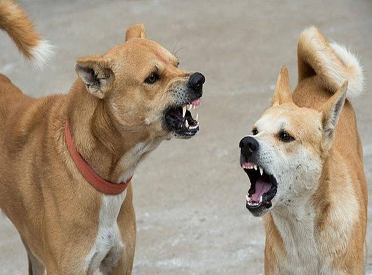 कुत्ते के मांस से बन रही थी बिरयानी! सच ने उड़ाए होश