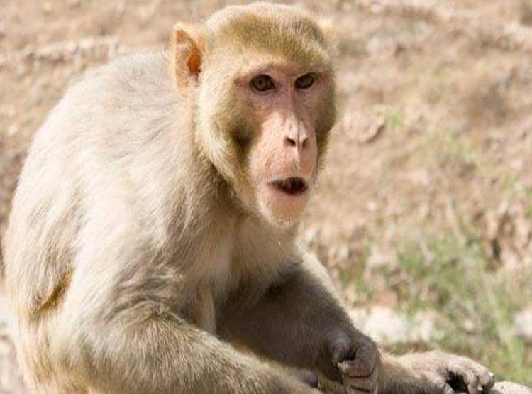 छुट्टियों की सेल्फी ले रहा था परिवार, बंदर ने कर दी 'गंदी हरकत'