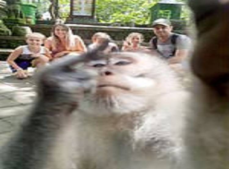 छुट्टियों की सेल्फी ले रहा था परिवार, बंदर ने कर दी 'गंदी हरकत'