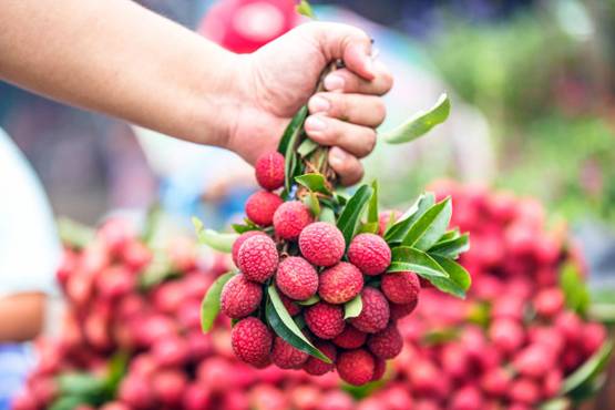 'लीची के बुखार' से बेहाल थोक विक्रेता, सस्ते दाम पर बेचने को मजबूर