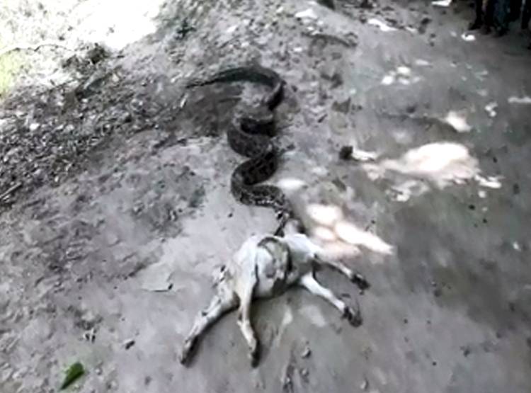 धीरे-धीरे बकरे को न‍िगल रहा था अजगर, तभी कुछ ऐसा हुआ...