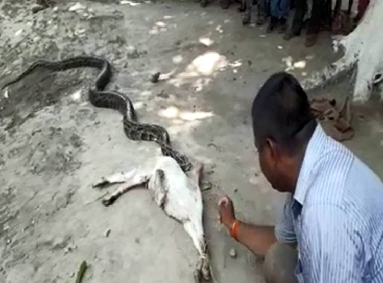 धीरे-धीरे बकरे को न‍िगल रहा था अजगर, तभी कुछ ऐसा हुआ...