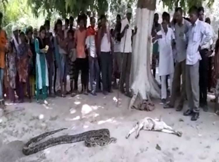 धीरे-धीरे बकरे को न‍िगल रहा था अजगर, तभी कुछ ऐसा हुआ...