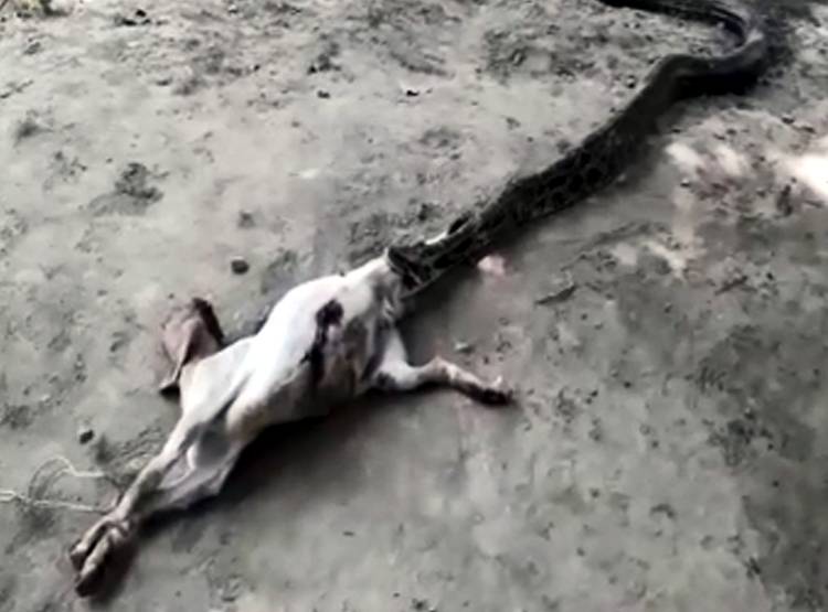 धीरे-धीरे बकरे को न‍िगल रहा था अजगर, तभी कुछ ऐसा हुआ...