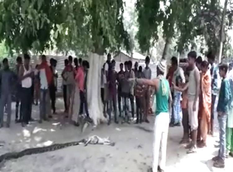 धीरे-धीरे बकरे को न‍िगल रहा था अजगर, तभी कुछ ऐसा हुआ...