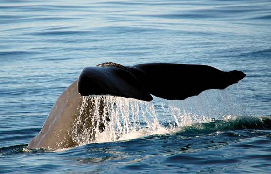 1.7 करोड़ की व्हेल की उल्टी बेचने जा रहे थे बाजार, हुए गिरफ्तार