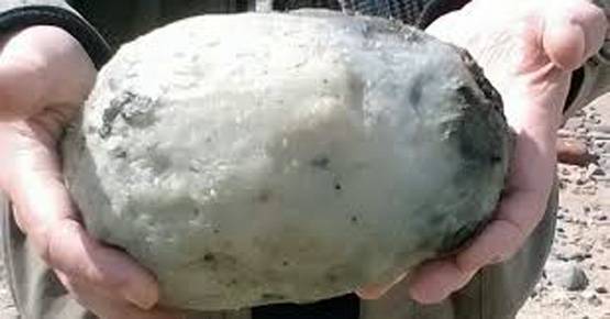 1.7 करोड़ की व्हेल की उल्टी बेचने जा रहे थे बाजार, हुए गिरफ्तार