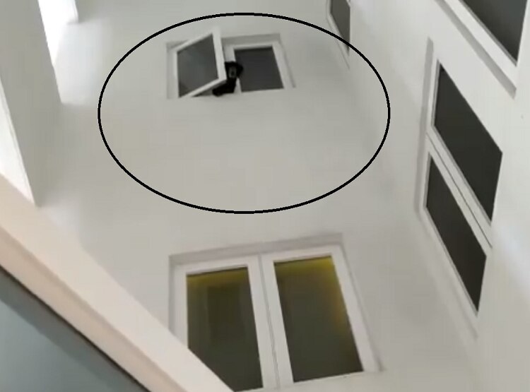 कुत्ता समझकर पाल रही थी सिंगर, असल में निकला ये जानवर, हुईं अरेस्ट