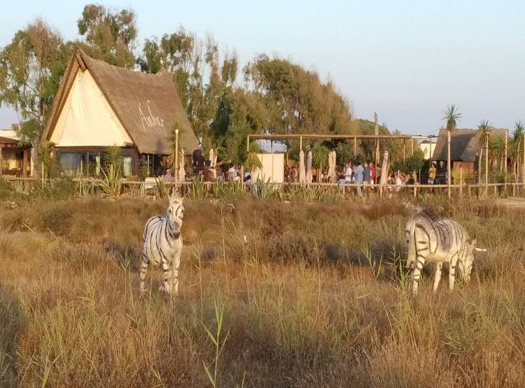 शादी में गधों को रंग कर बना दिया जेब्रा, पता चला तो भड़क गए लोग