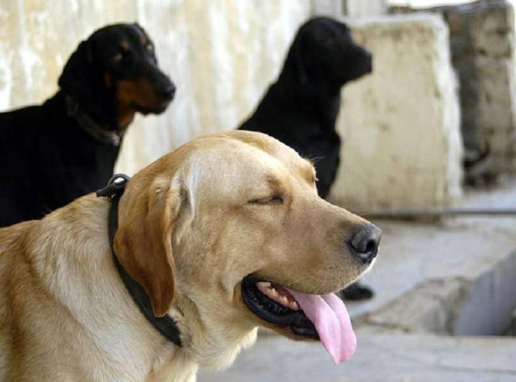 क्रूरता की हद पार, तीन लोगों ने कुत्ते से किया गैंगरेप, हालत गंभीर