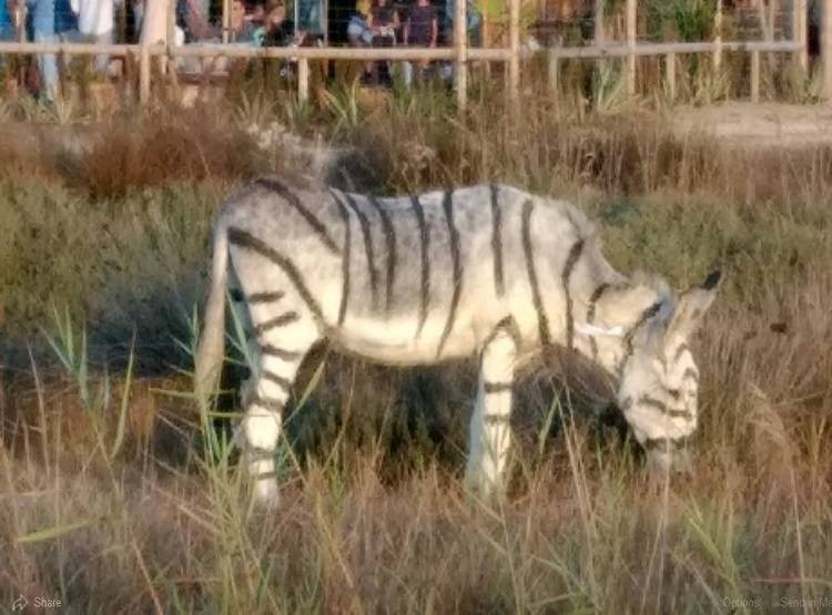 शादी में गधों को रंग कर बना दिया जेब्रा, पता चला तो भड़क गए लोग