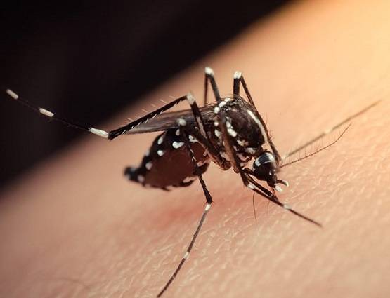 गर्मी की मौत मरेगा डेंगू, भारत से अपने आप मिट जाएगा नामोनिशान