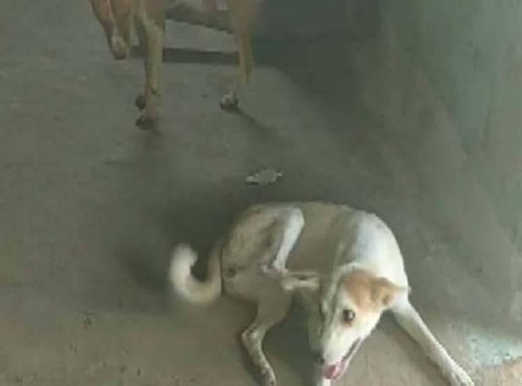 क्रूरता की हद पार, तीन लोगों ने कुत्ते से किया गैंगरेप, हालत गंभीर