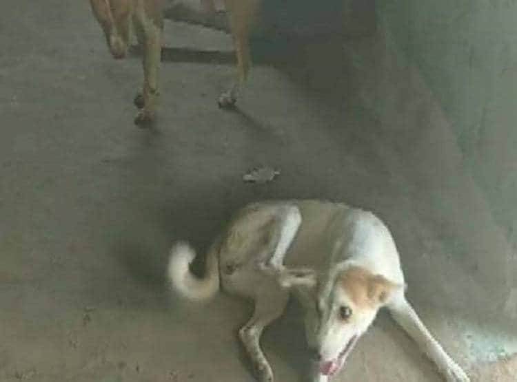 जानवरों से प्यार करने वाले मालिक को खा गए उसी के 18 पालतू कुत्ते