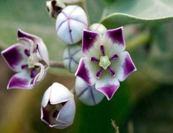 फूलों से चमकाएं सोया भाग्य, ऐसे करें प्रयोग