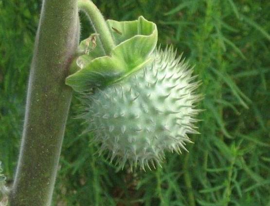 शिवरात्रि पर शिवलिंग पर चढ़ाएं ये 5 फूल, पूरी होगी मनोकामना