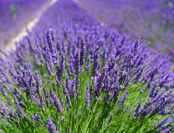 डेंगू-मलेरिया के मच्छर भागेंगे कोसों दूर, अपनाने होंगे ये 7 घरेलू उपाय