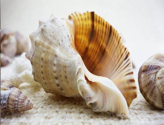 शिवलिंग पर न चढ़ाएं ये 5 चीजें, भोले हो जाएंगे नाराज