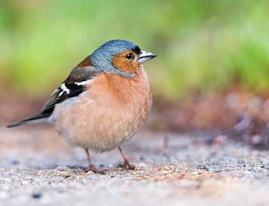 पशु पक्षियों से जुड़े ये उपाय करने से दूर होंगी समस्याएं, जानें कैसे